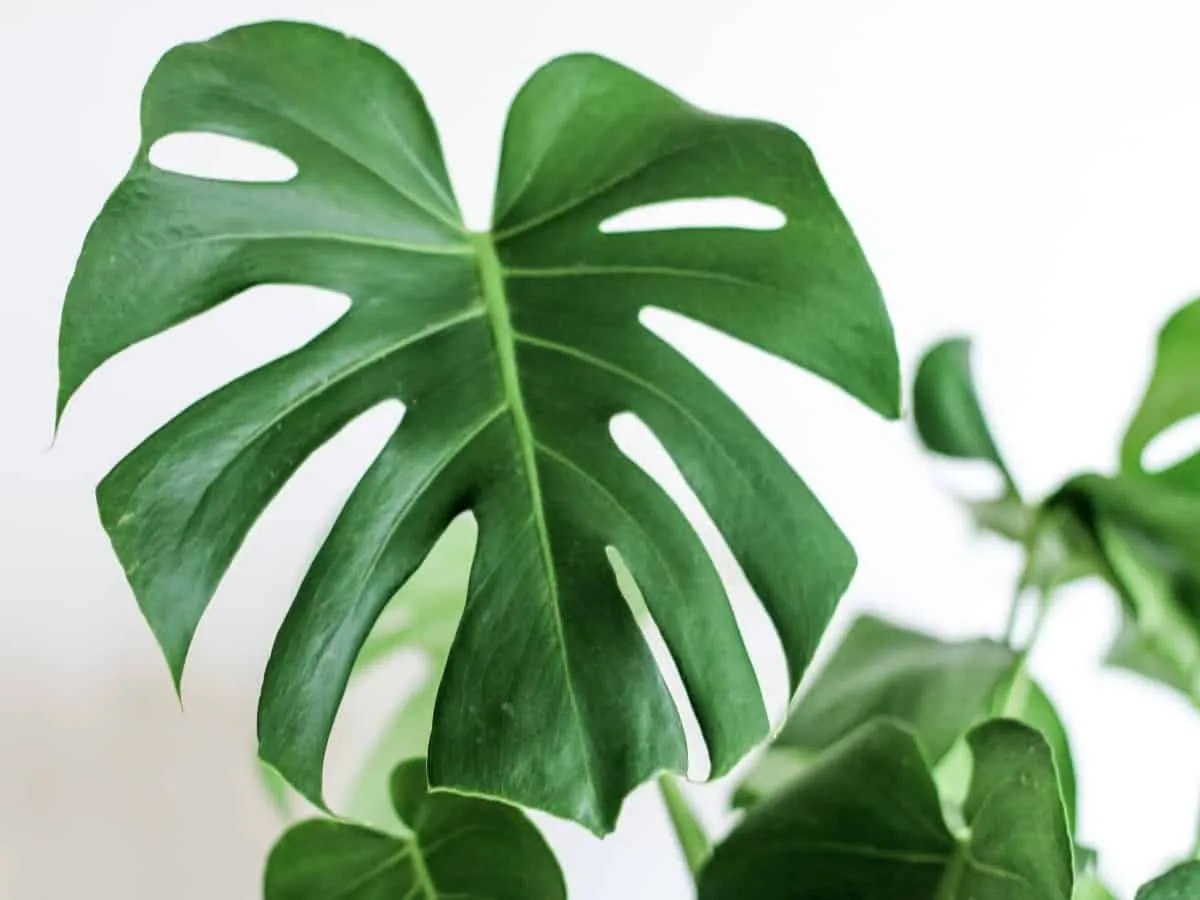 Monstera deliciosa