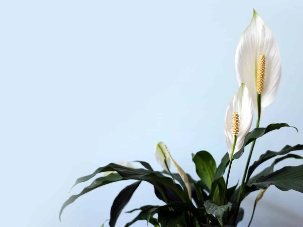 Peace Lilly