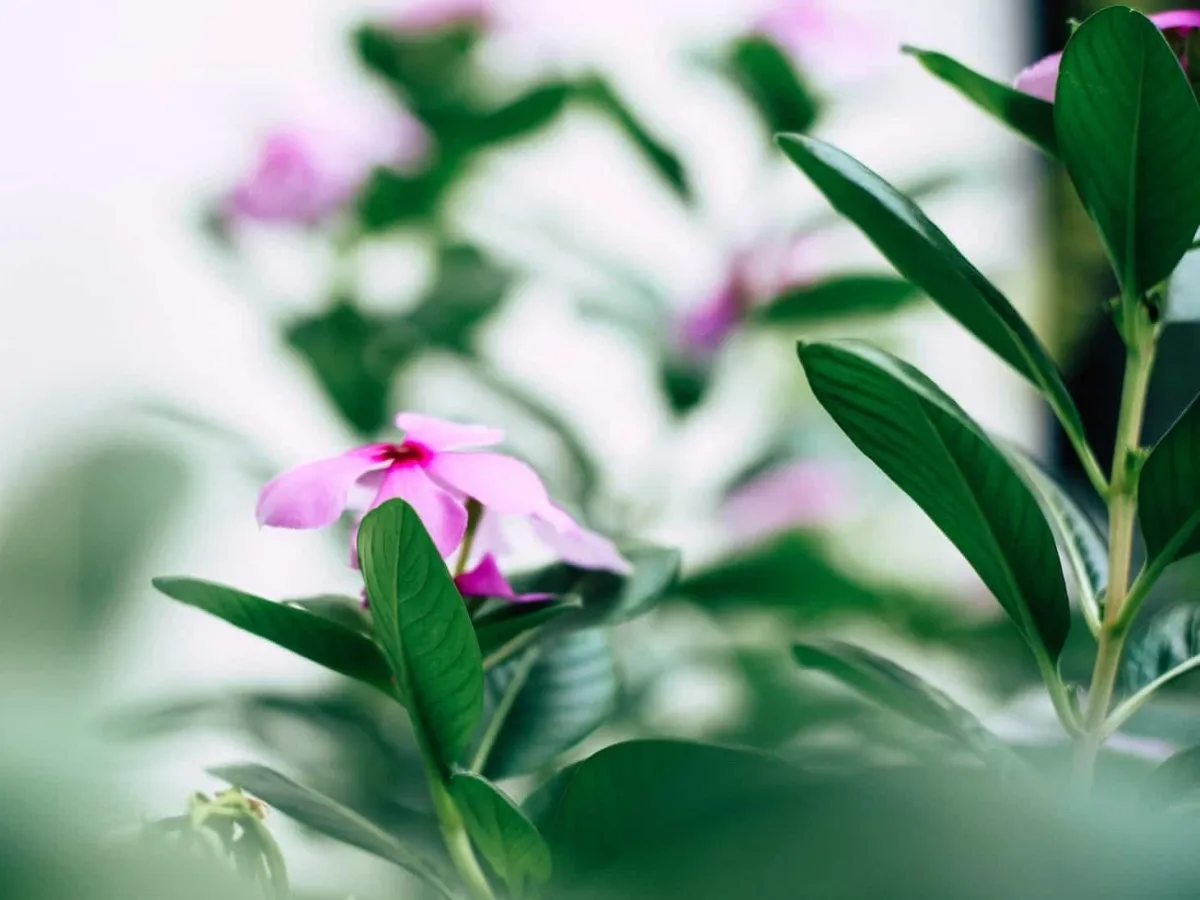 Green foliage with small pink flowers