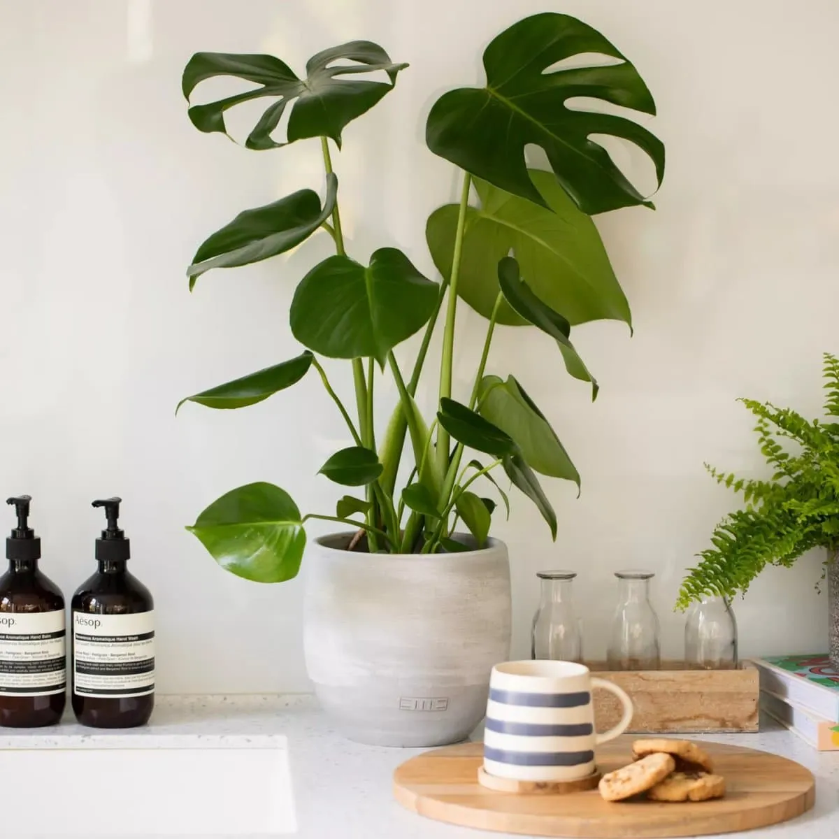 Monstera Deliciosa