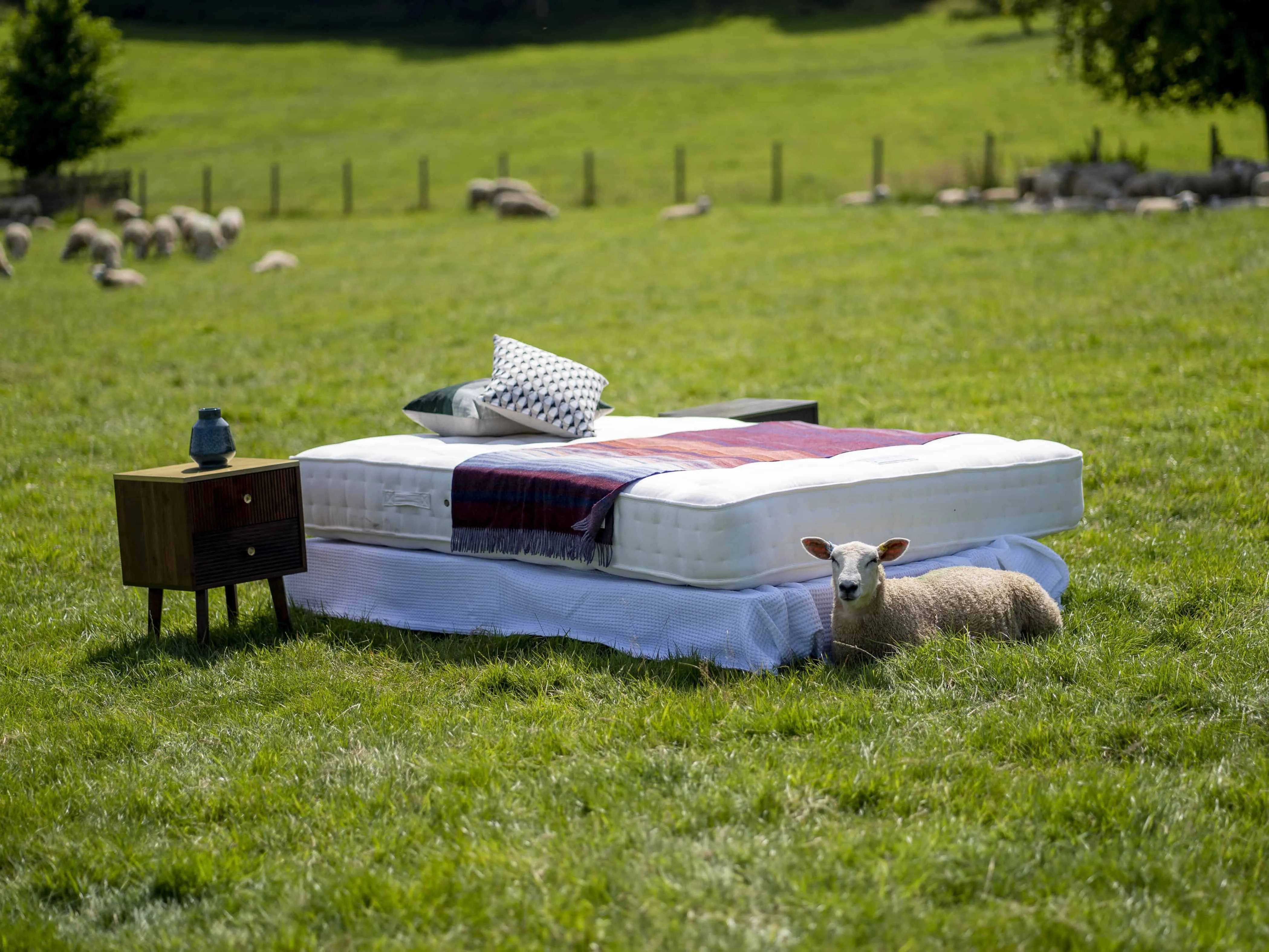 Wool mattress in a field with a sheep