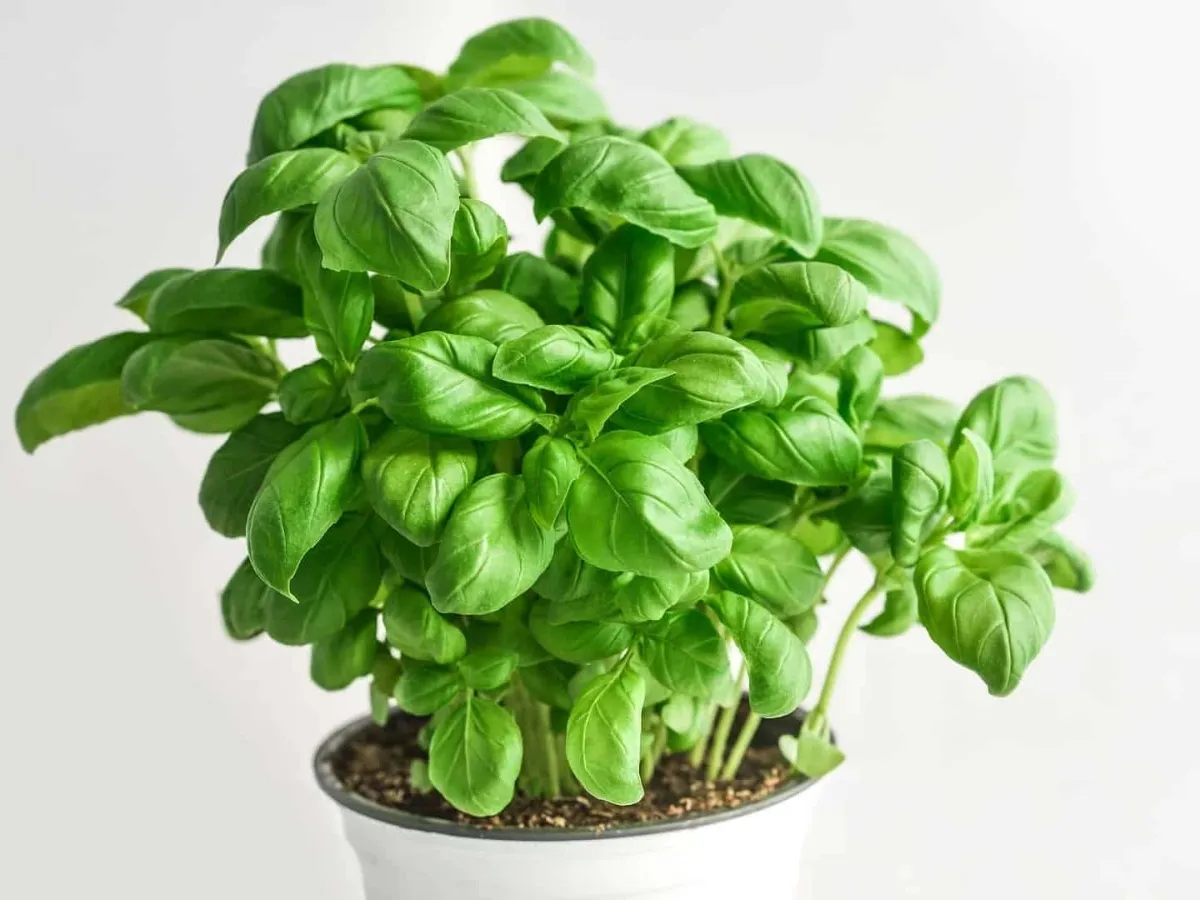 Basil plant