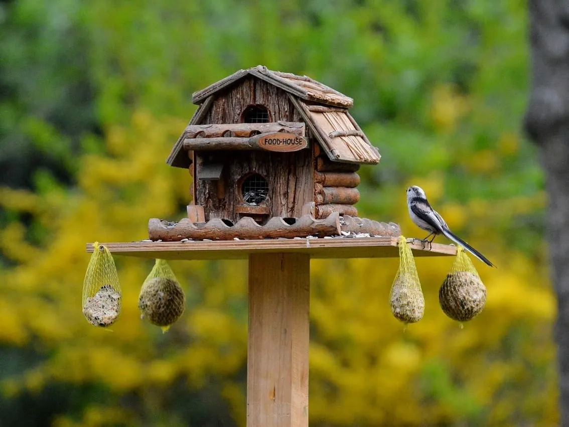 Bird house