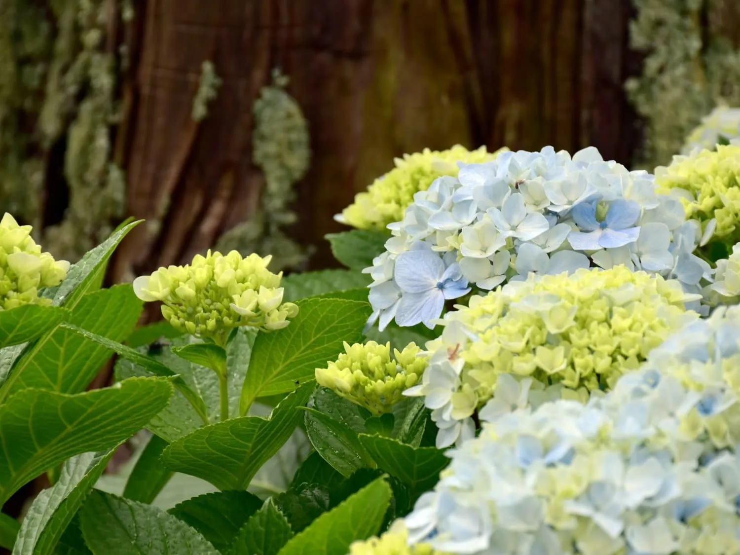 Blooming shrubs