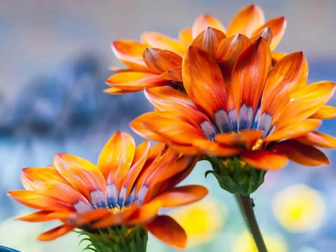 Brightly-coloured plants