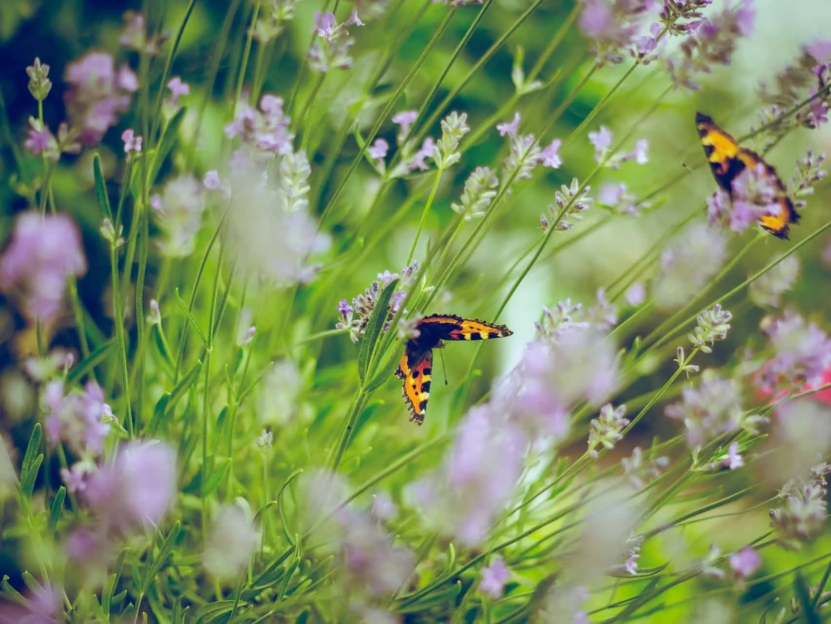 Butterflies