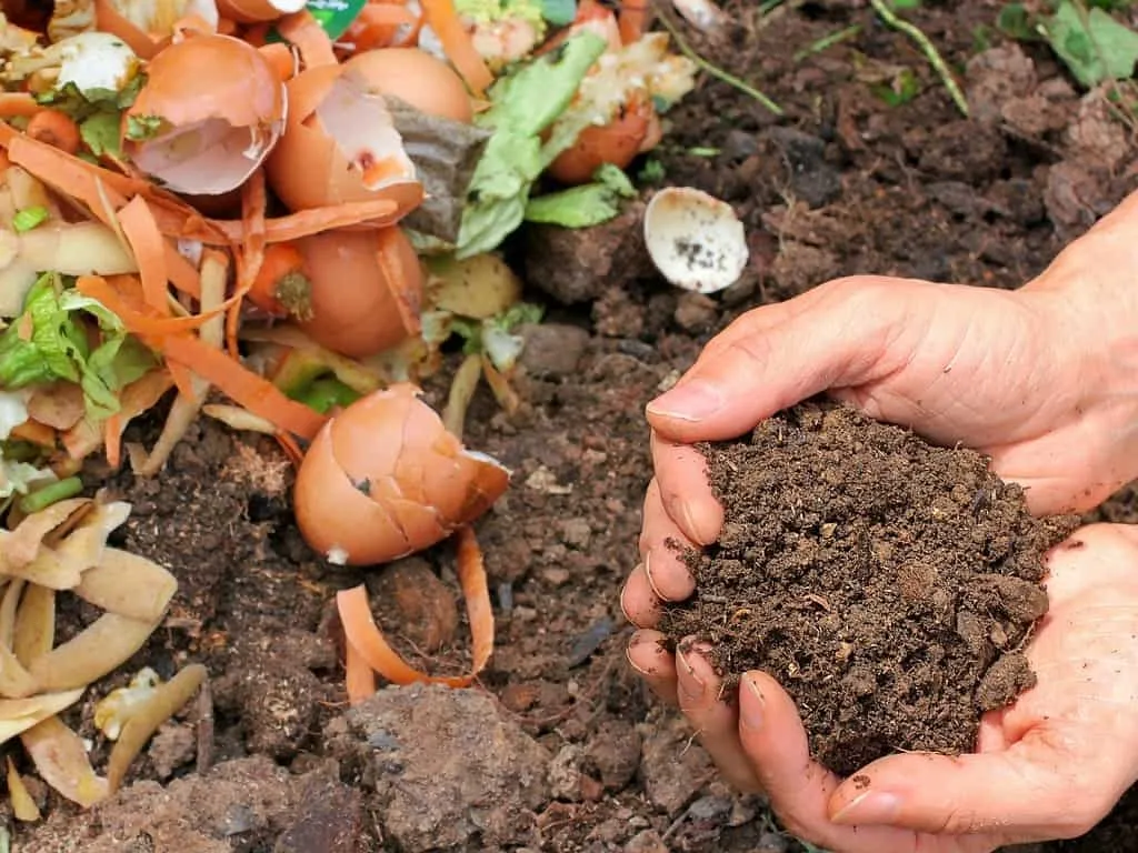 Introducing fresh compost to the soil