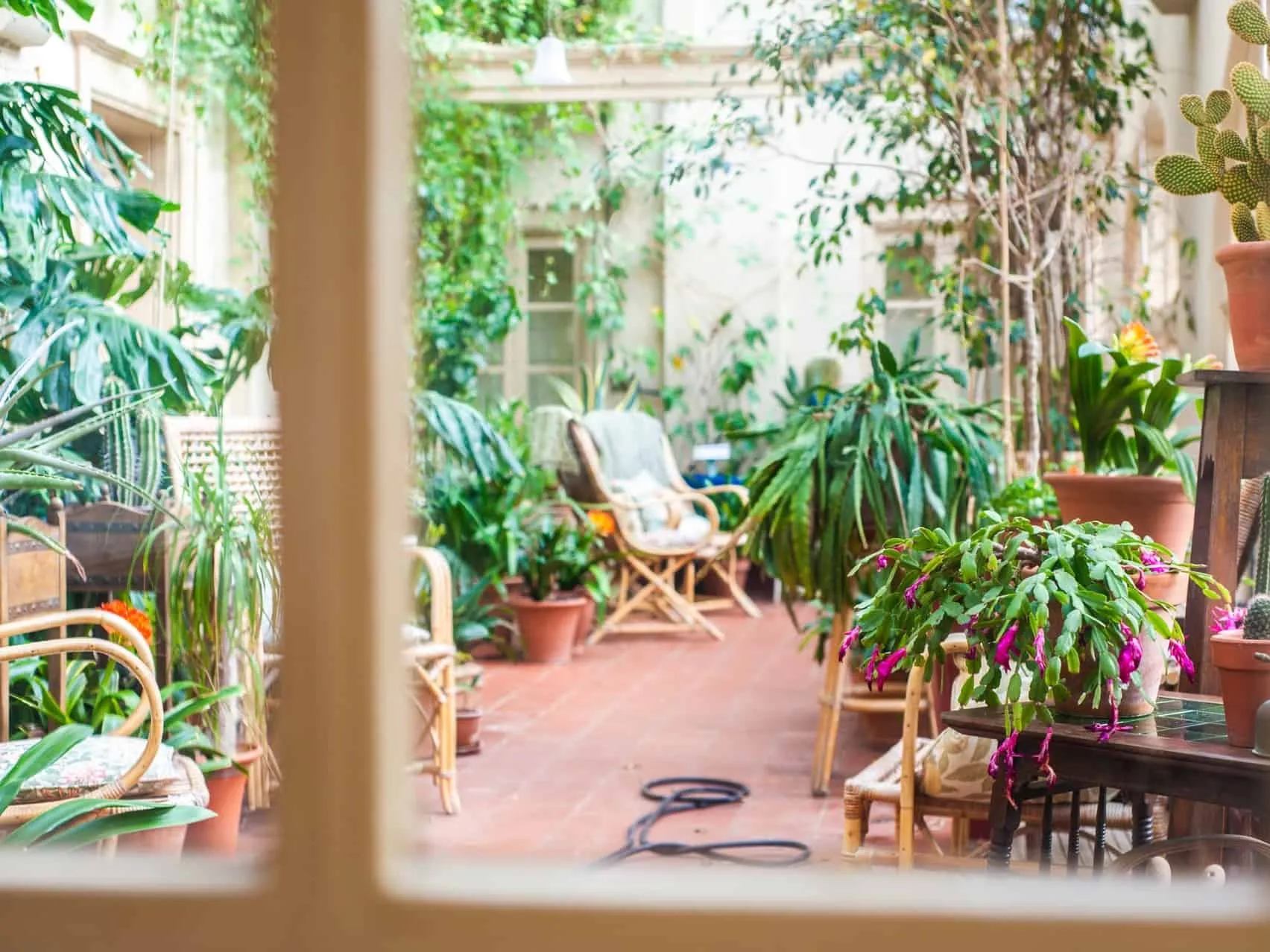 Conservatory full of plants