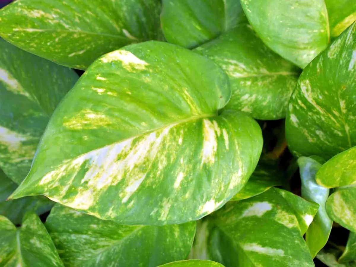 Devil’s Ivy Leaf