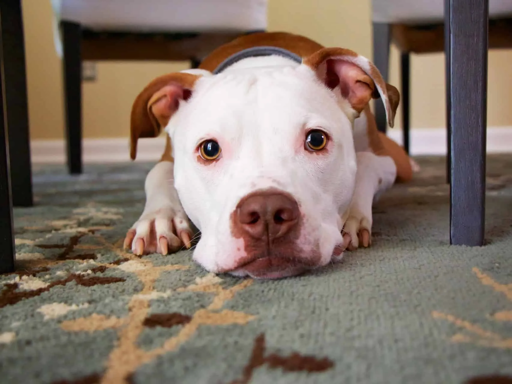 Dog laid on a carpet