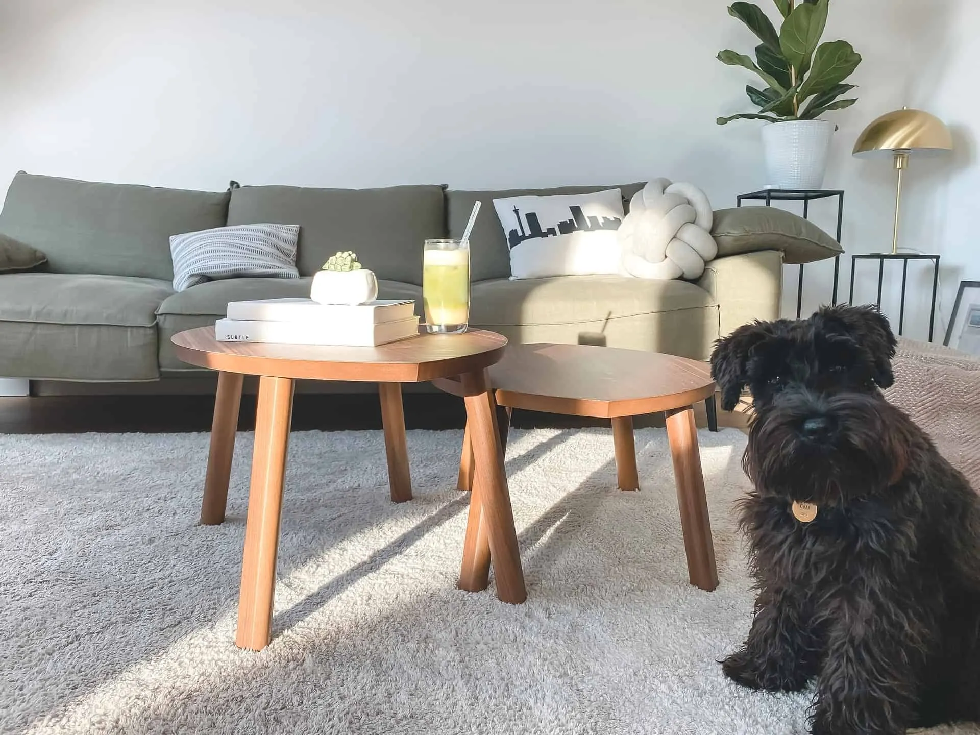 Dog on a carpet
