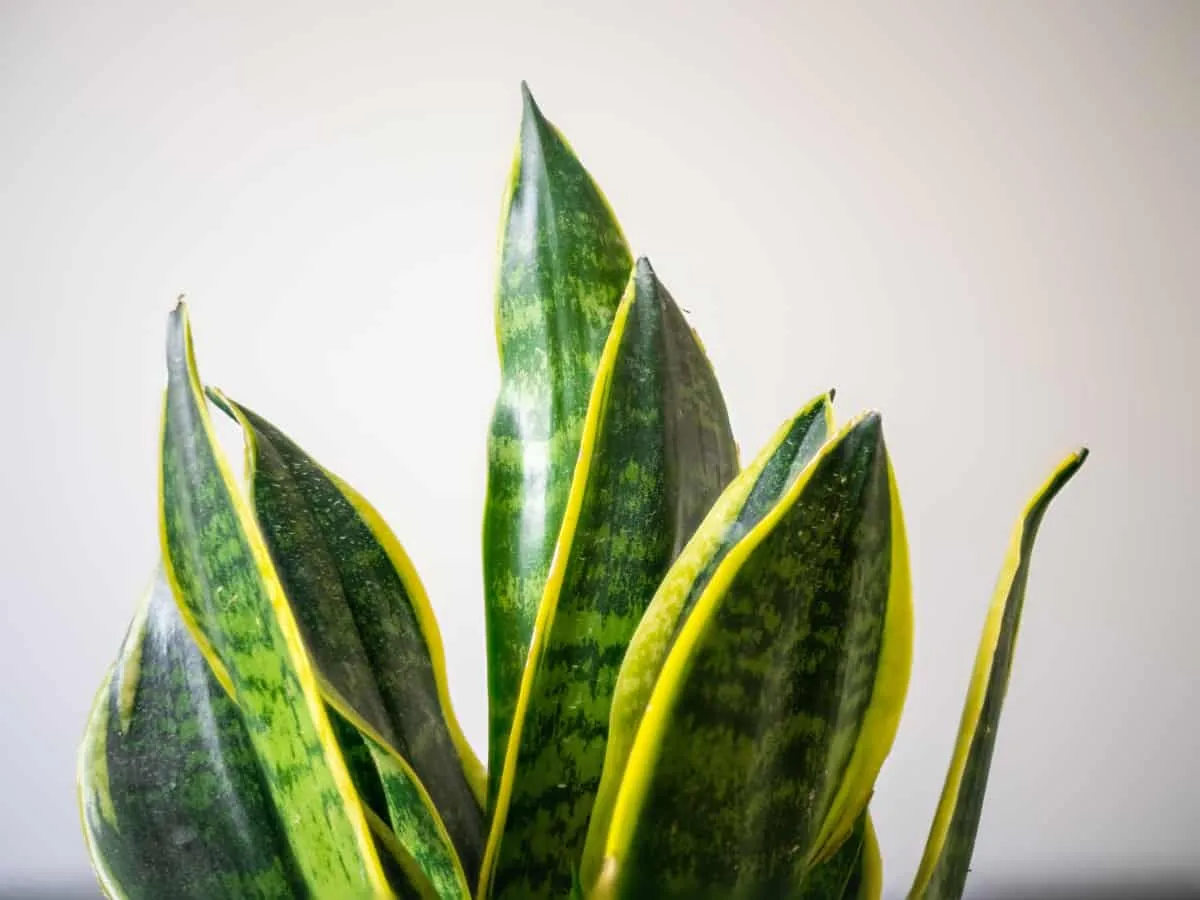 Ficus