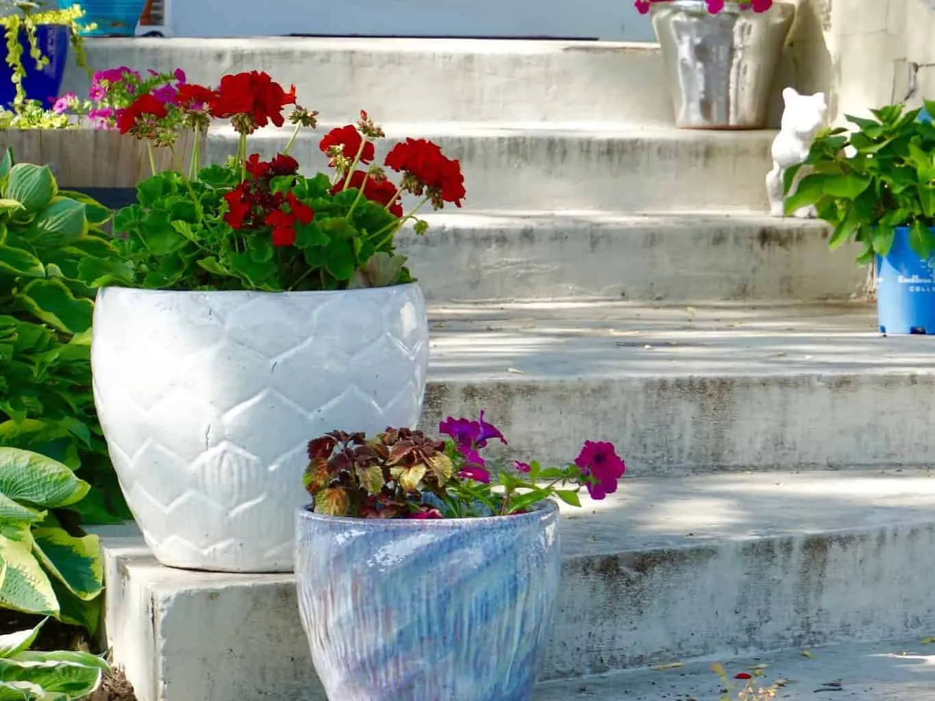 Conatiners with plants on the steps