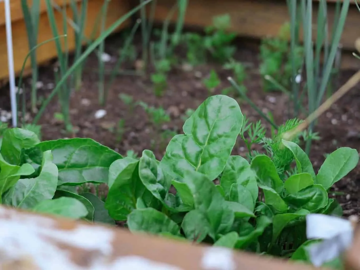 Kitchen garden