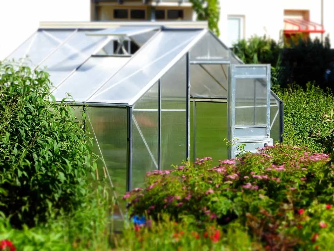Green house surrounded by tall plants