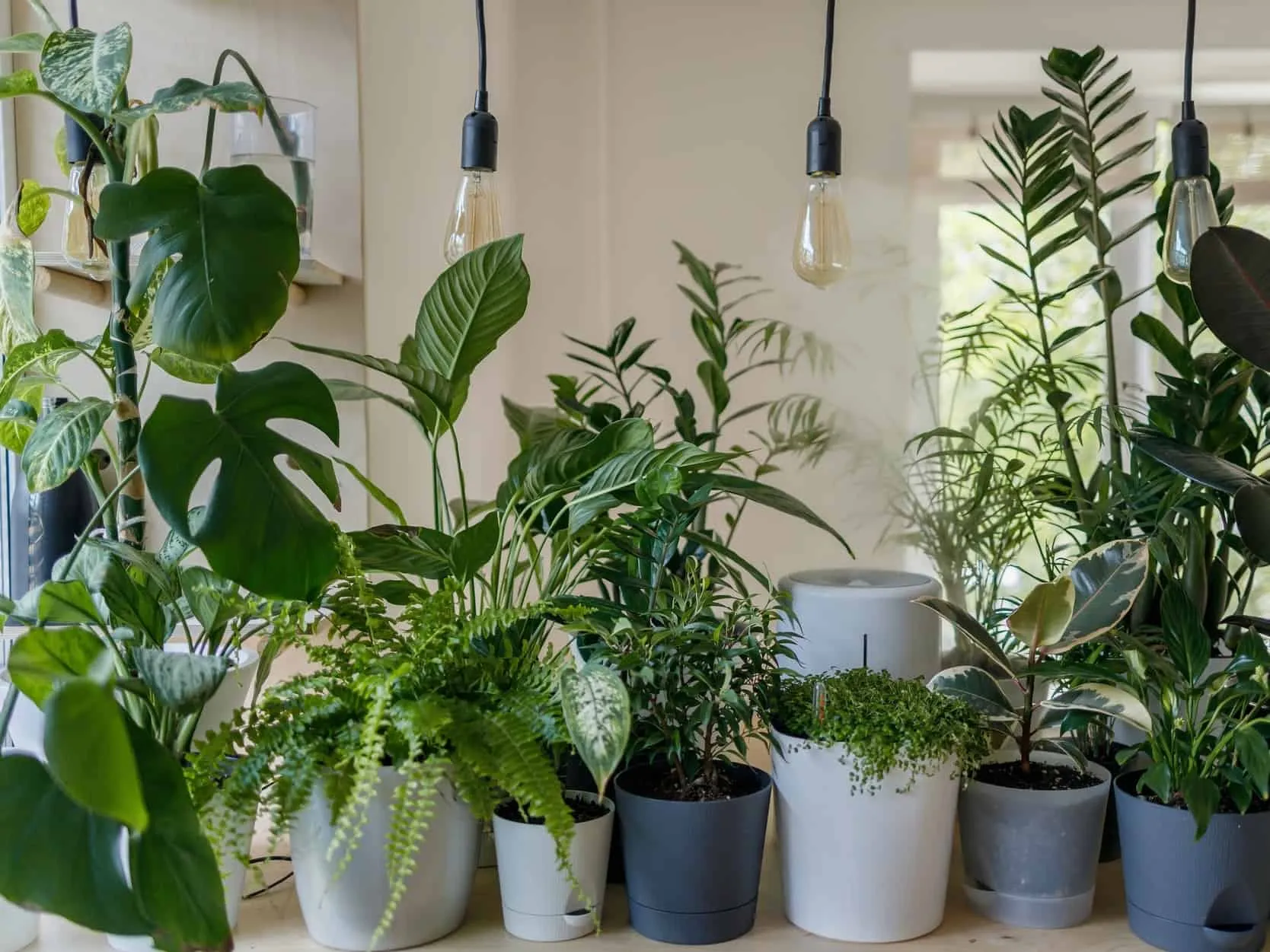Houseplants