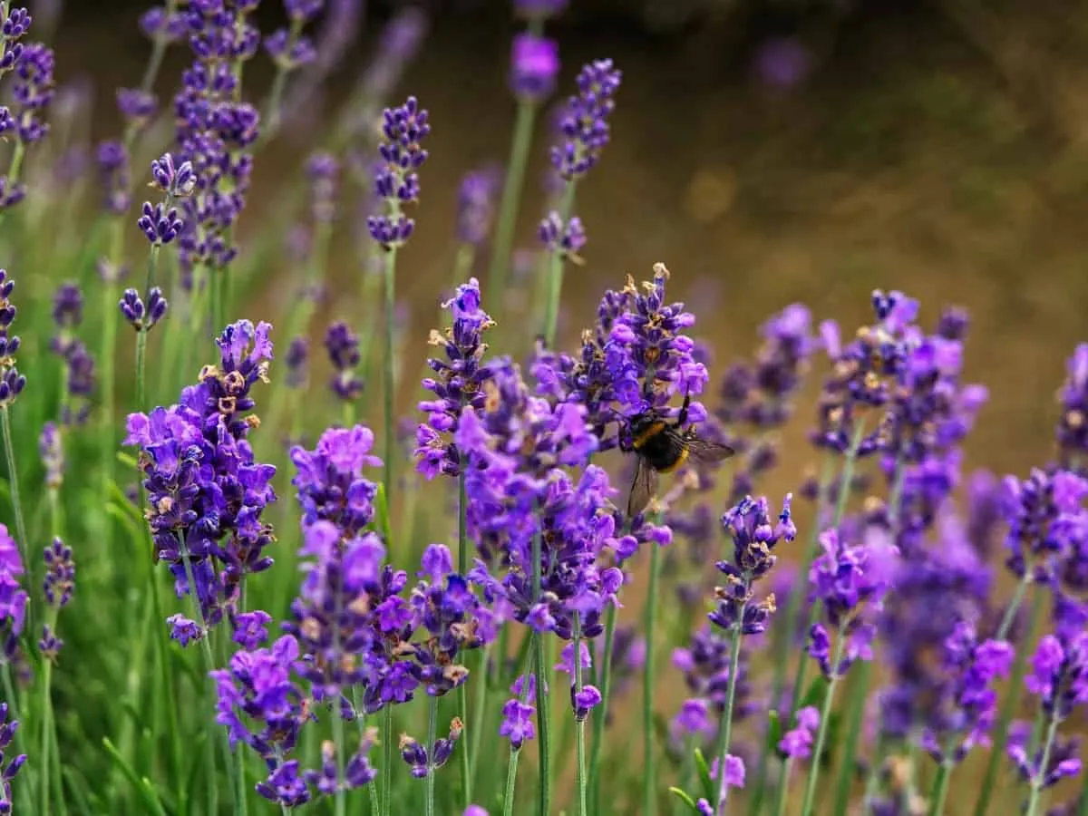 Lavender plants