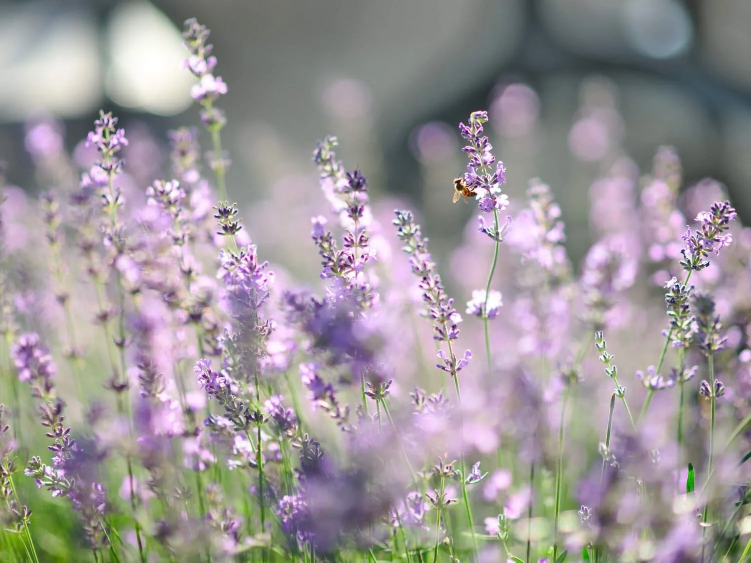 Lavender