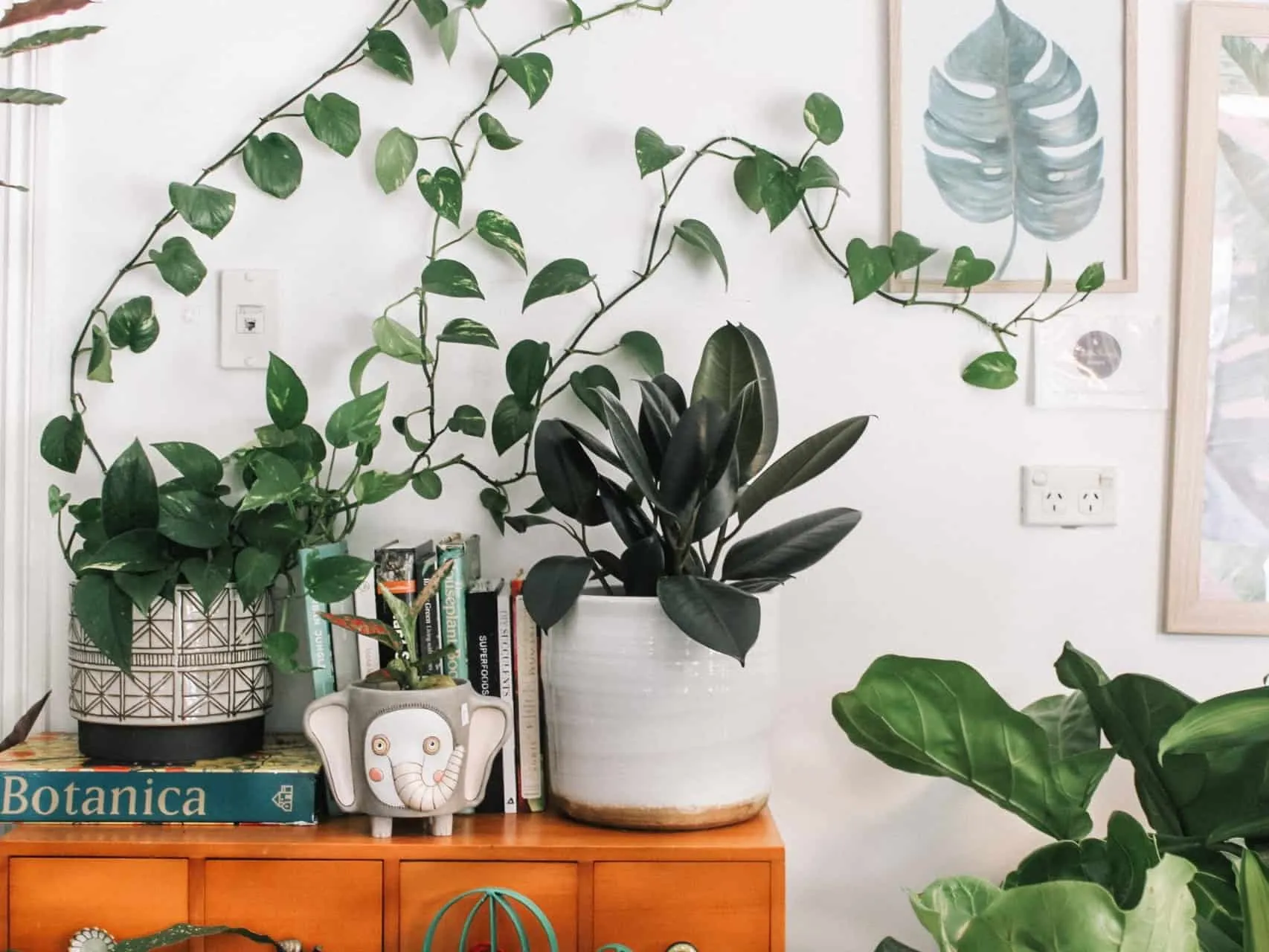 Indoor plants