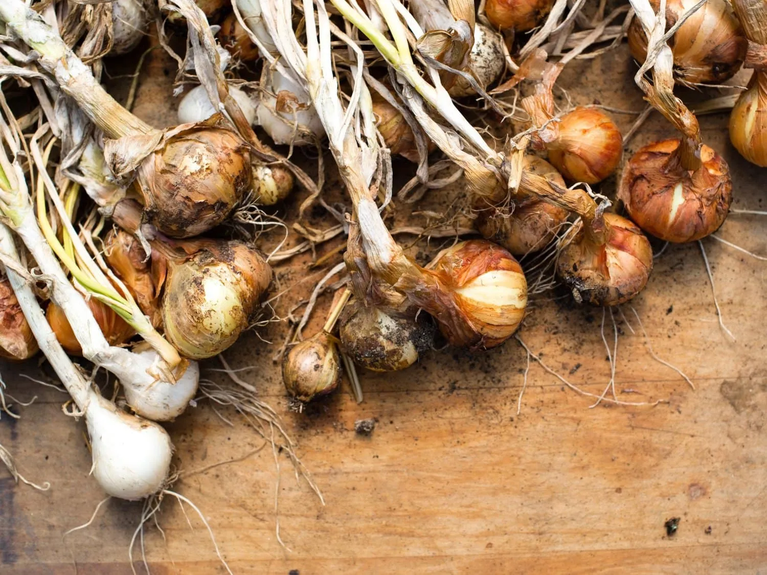 Freshly picked onions