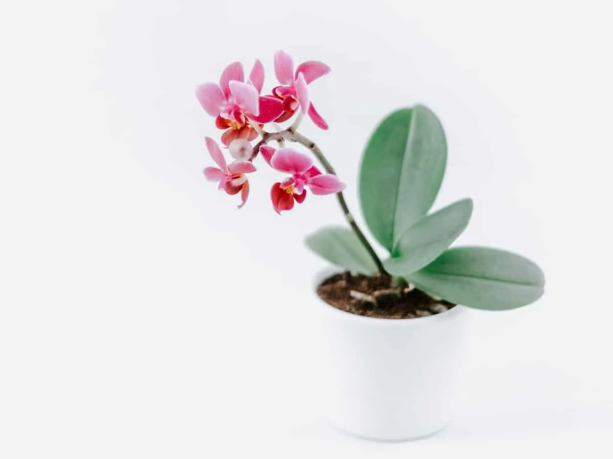 House plant