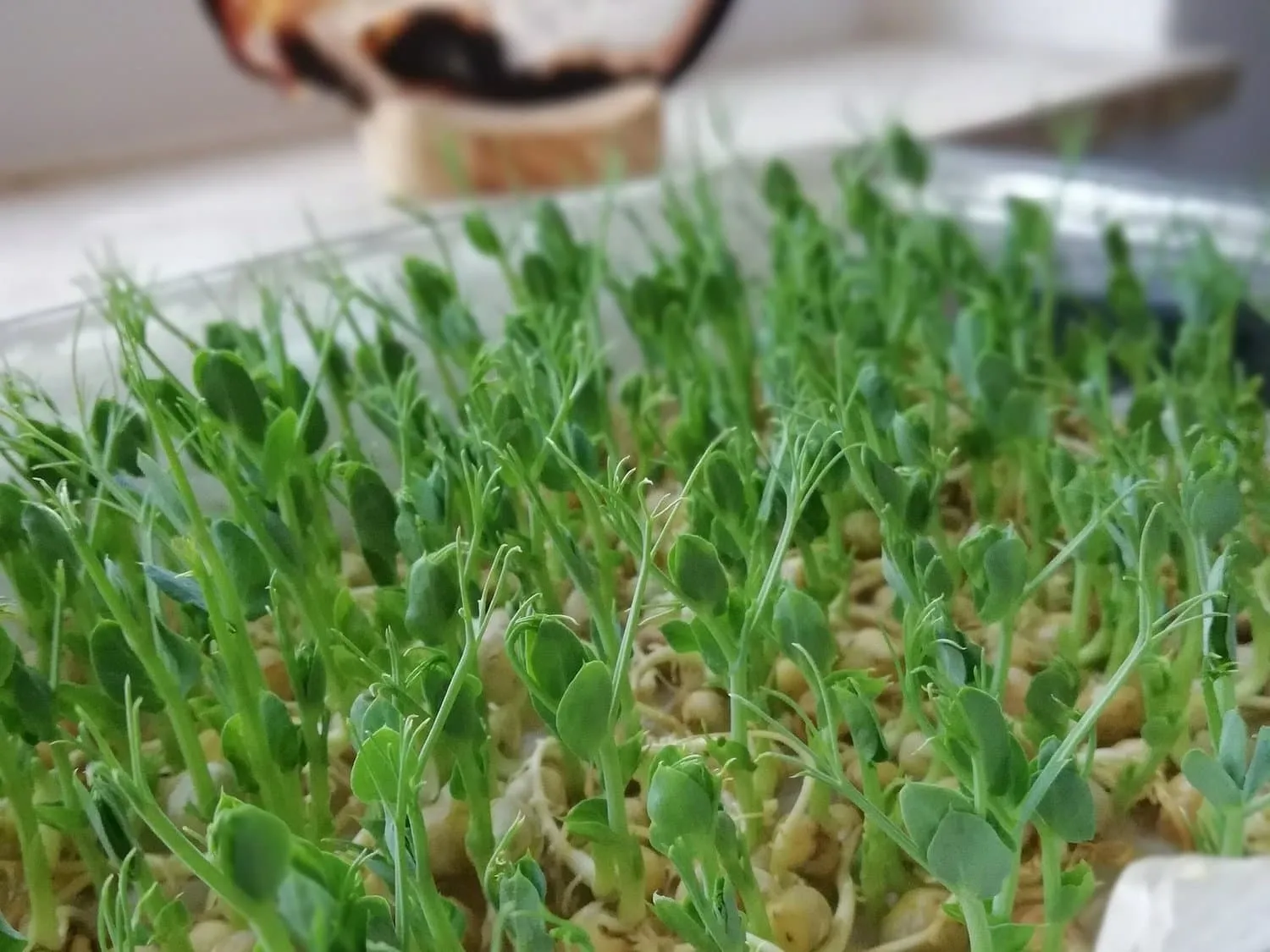 Pea Shoots