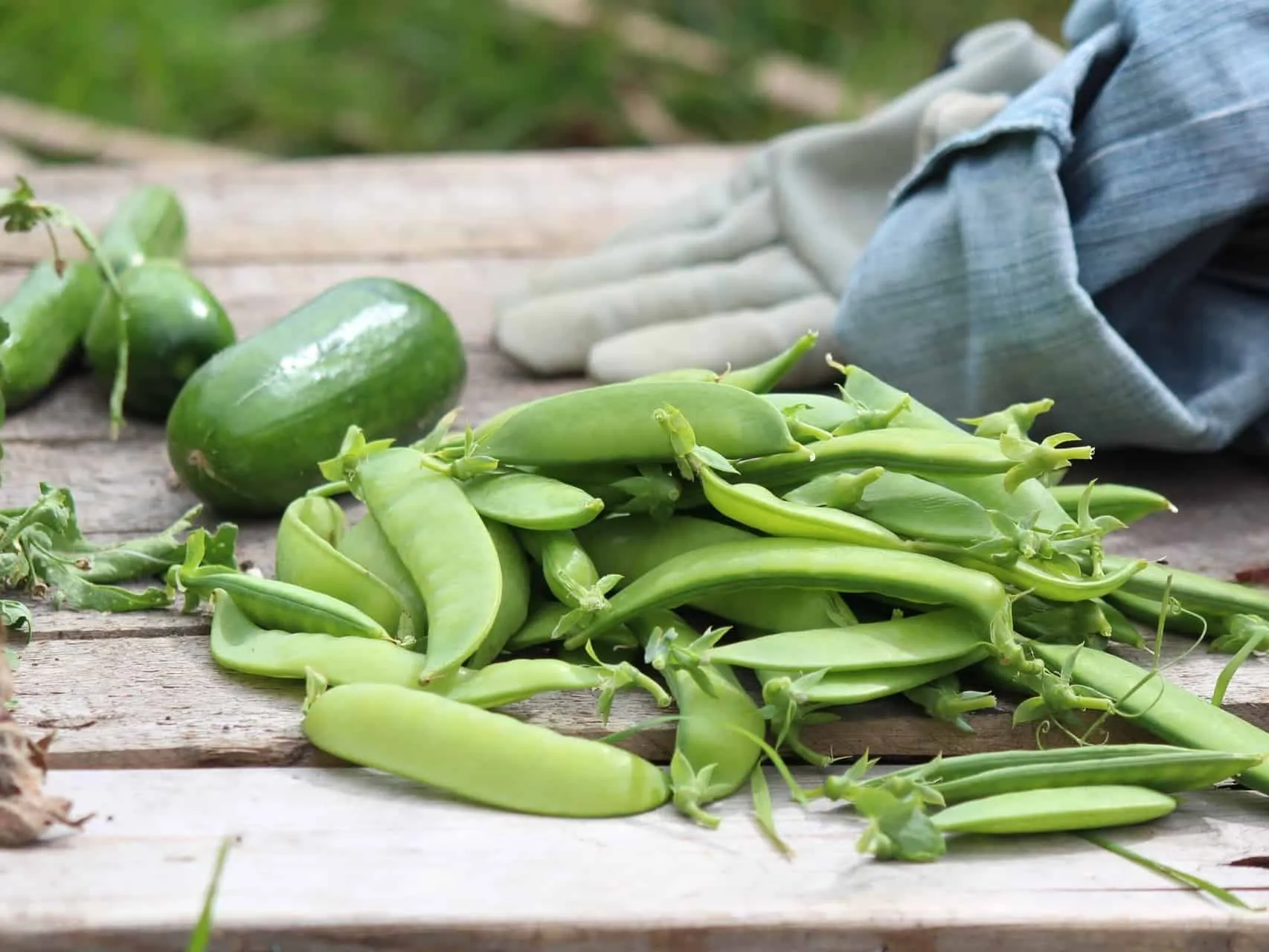 Freshly cropped green vegetables