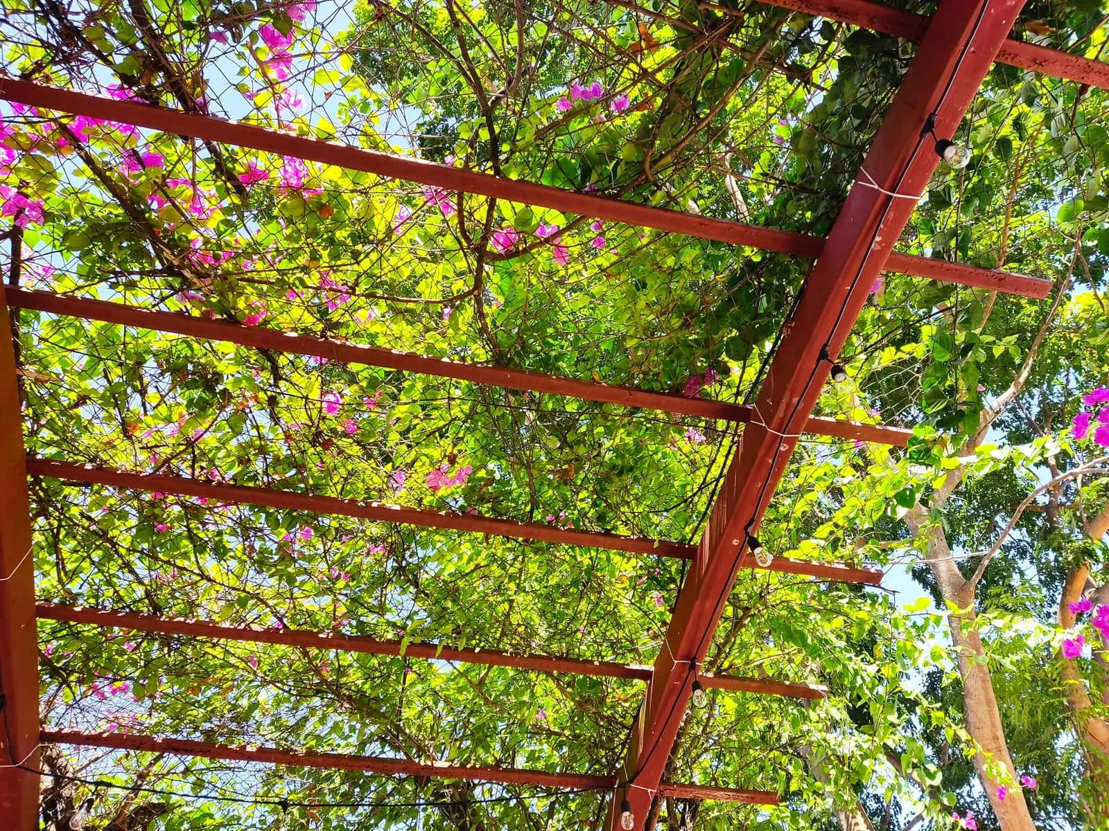 Timber pergola with vines