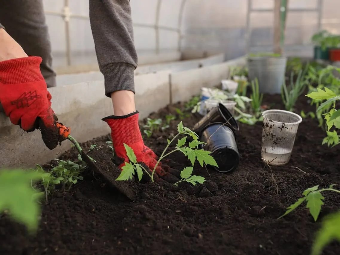 Planting seedlings in fresh soil