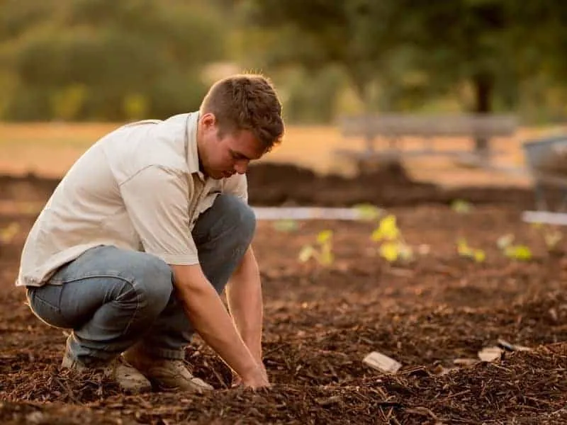 Planting into freshly dug soil