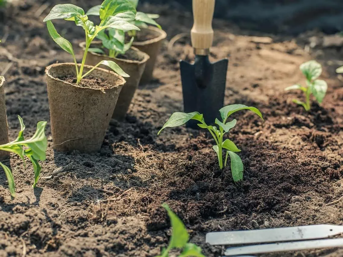 Planting saplings