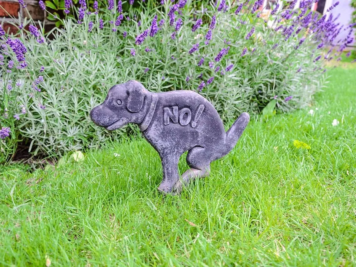Stone pooing dog