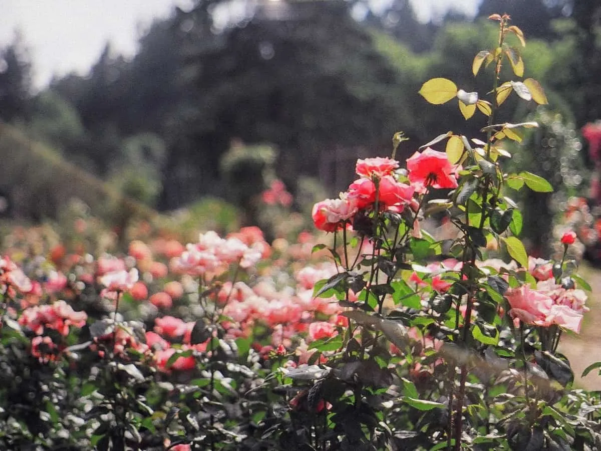 A rose garden