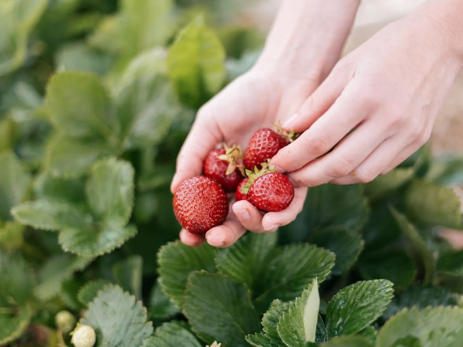 Freshly picked strawberries