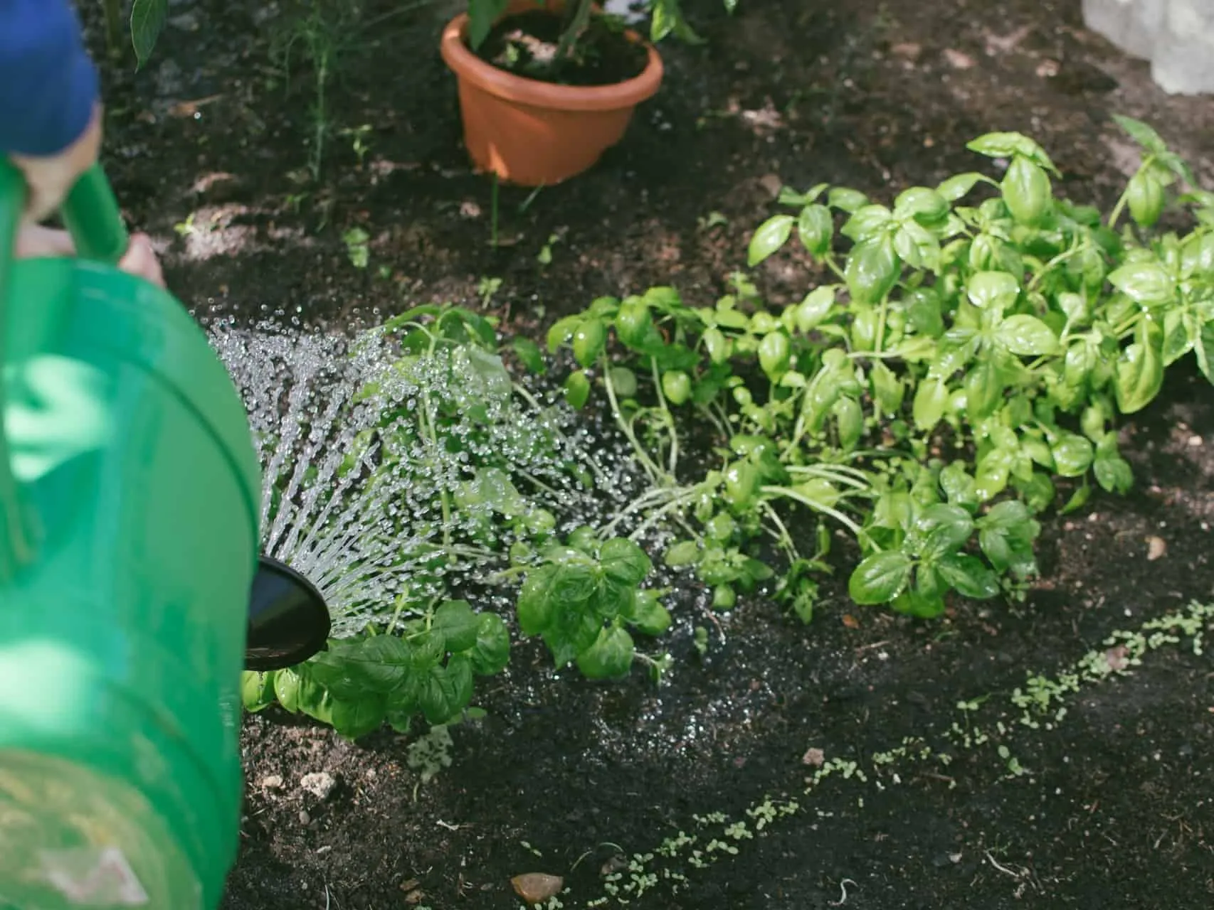 Herb garden
