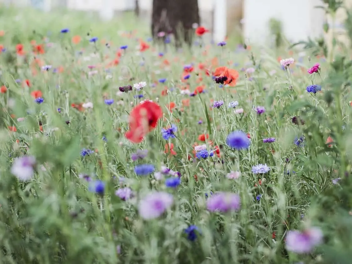 Wild flower garden