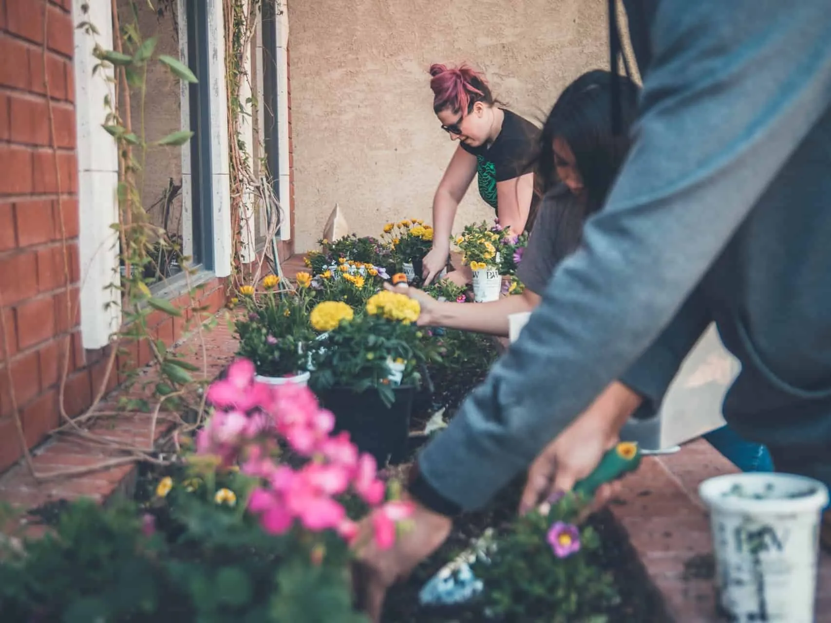 Window boxes planting